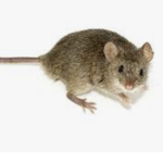 Mousey Mouse Gang
