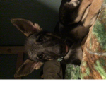 BB&layla