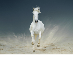 Horse Rp!