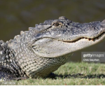 Group Of alligators