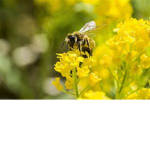Bees~