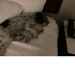 Teddy lucy