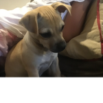 Dog12345678910