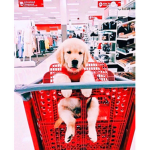DOG and fun