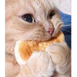 PancakeCats