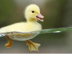 Ima Duck