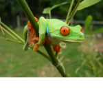 ~ Frogs of the universe ~