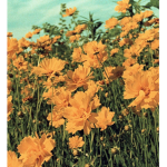 Bubblies-