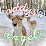 • addy’s angels •