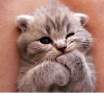 Cat love!