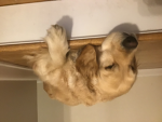 Dogs are the pro