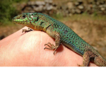 Lizards United For Life
