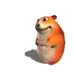Orange Chomik