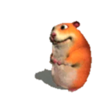 Orange Chomik