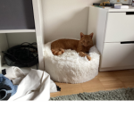 Katzen_freunde