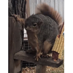 Fat squirrel