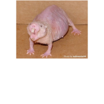 rattie baddies