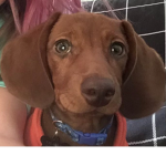 #Puppysquadrules