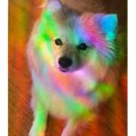 Rainbow puppy.