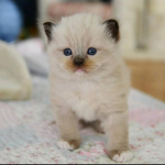 Happy Meow Squad