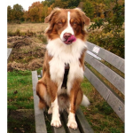Aussie ######