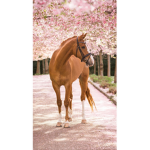 Horse shows
