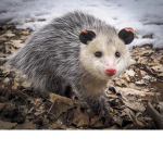 Titus’ possums