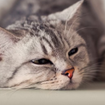 bored cat