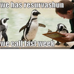 everyone loves penguins!