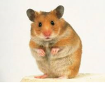 Hamster Squad Army