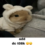 dollgiirl