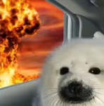 The Cutest Seals