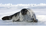 Fans of seals, seals are great!!!!