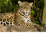 The Jagg group