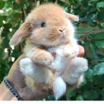 Paula’s bunnies ツ
