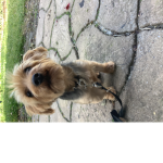 Dog111