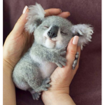 #koalas.squad
