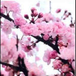 🌸