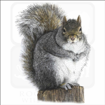 Squirrel Peoples