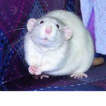 THE RATS…
