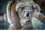 ilk (Ilove koalas)