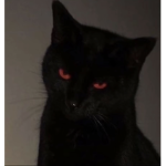 Black cat college