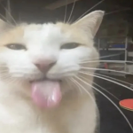 handicap cat