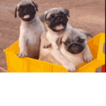 iluvspugs209