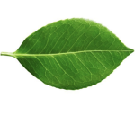 Epic Leaf Team