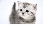 Catzy