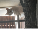 Kitty’s Cat