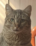 The silly games of the cat