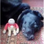 Toffee (my dog)