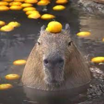 fans de los capibaras